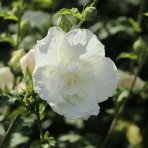 Ibištek sýrsky (Hibiscus syriacus) ´WHITE CHIFFON´® - výška 40-60 cm, kont. C3L